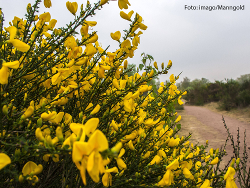 Ein Ginstertrauch auf trockenem Boden