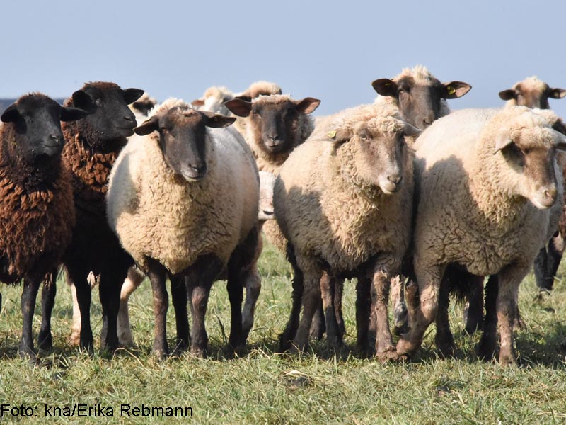 Foto: kna/Erika Rebmann