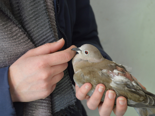 eine verletze Türkentaube