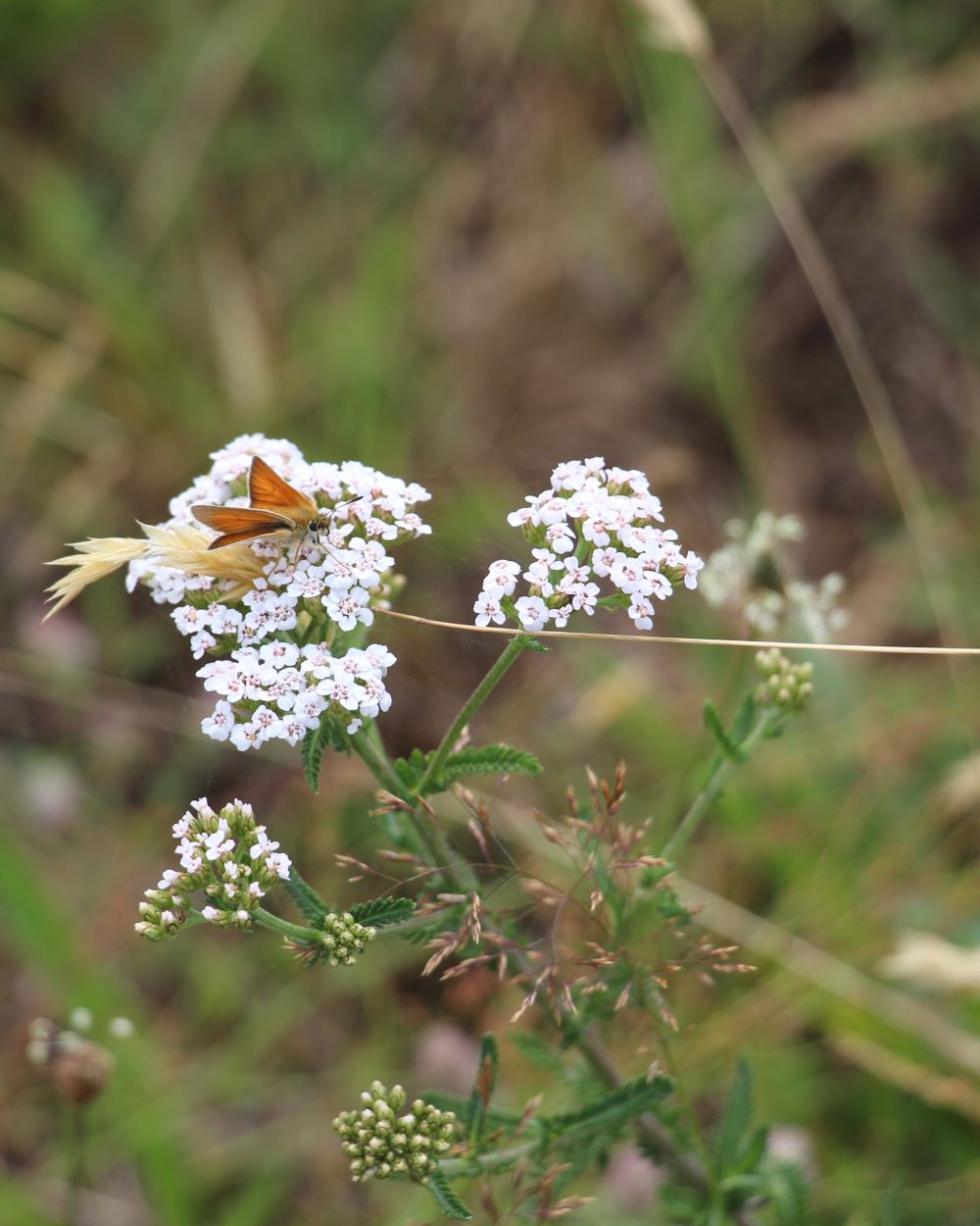Feuerfalter auf einer Schafgarbe