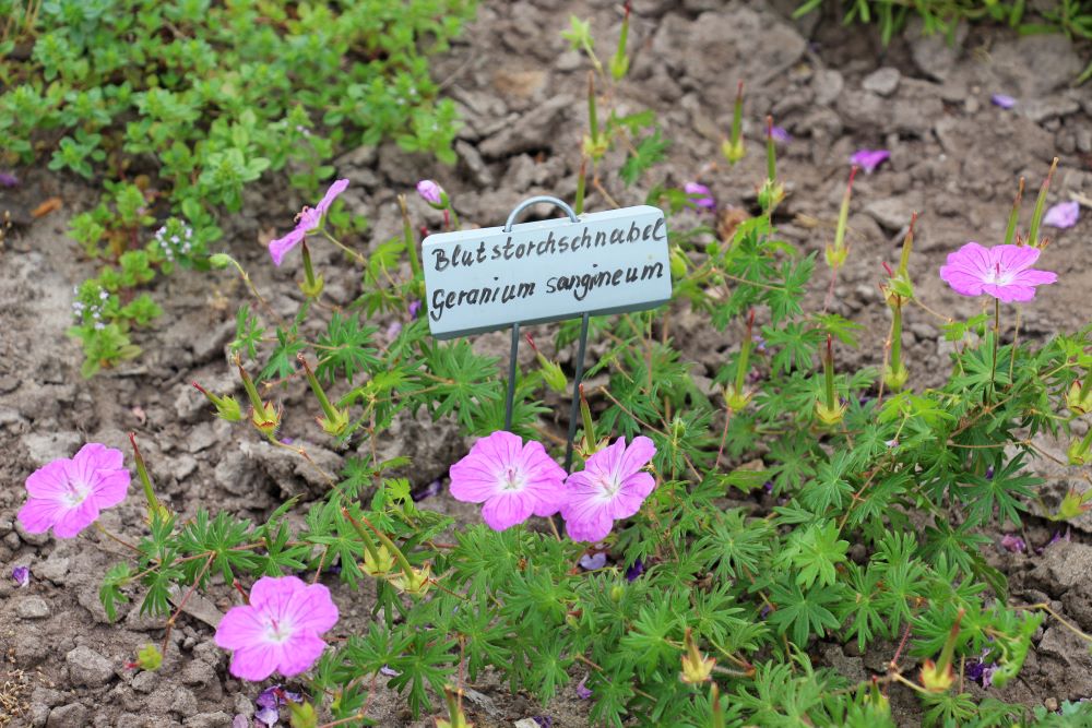 Blumen im Kräuterbeet