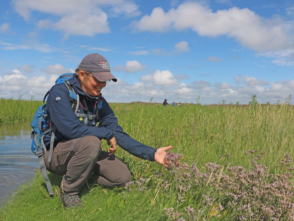 Annelie Hedden zeigt auf den Strandflieder