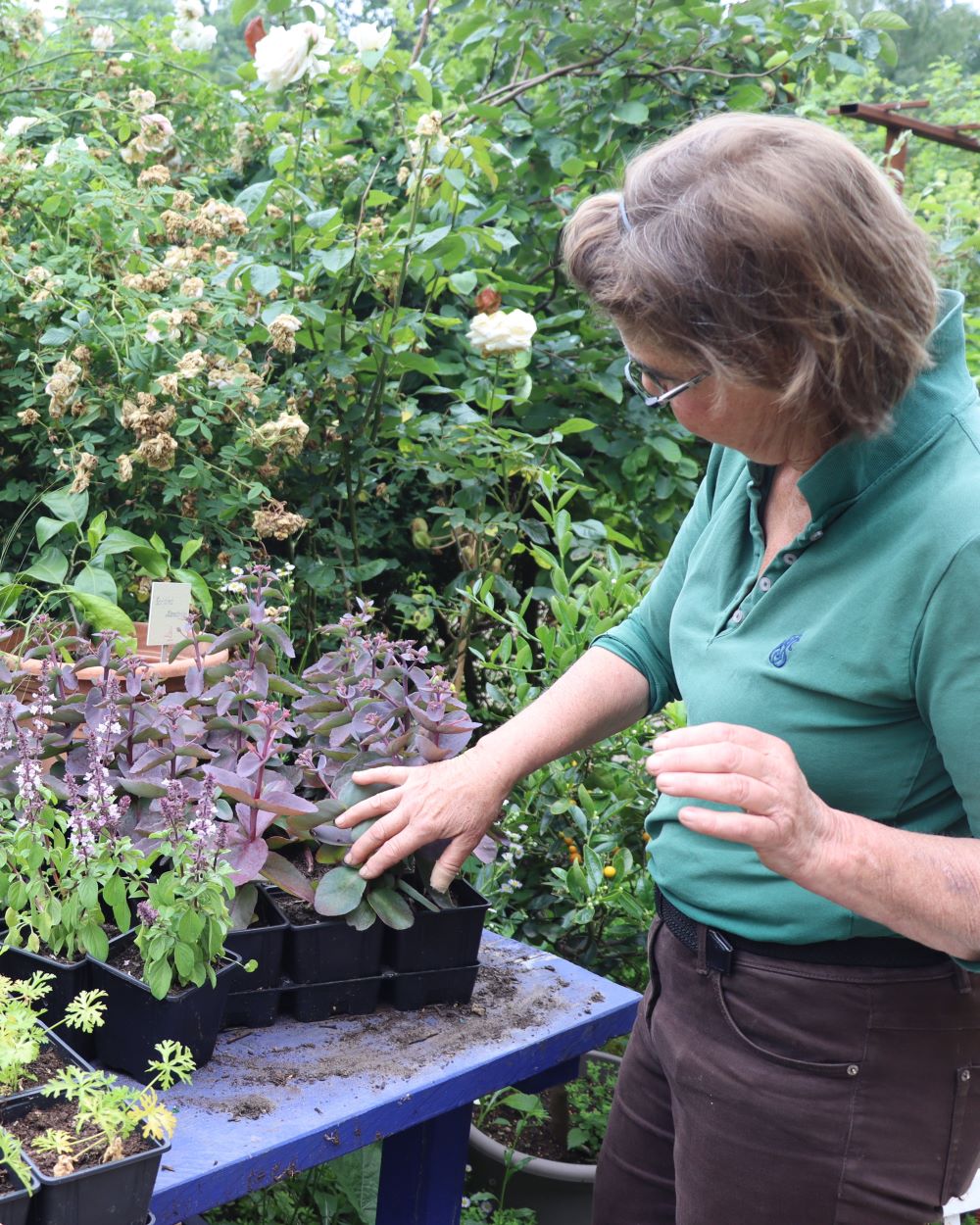 Frau im Kräutergarten