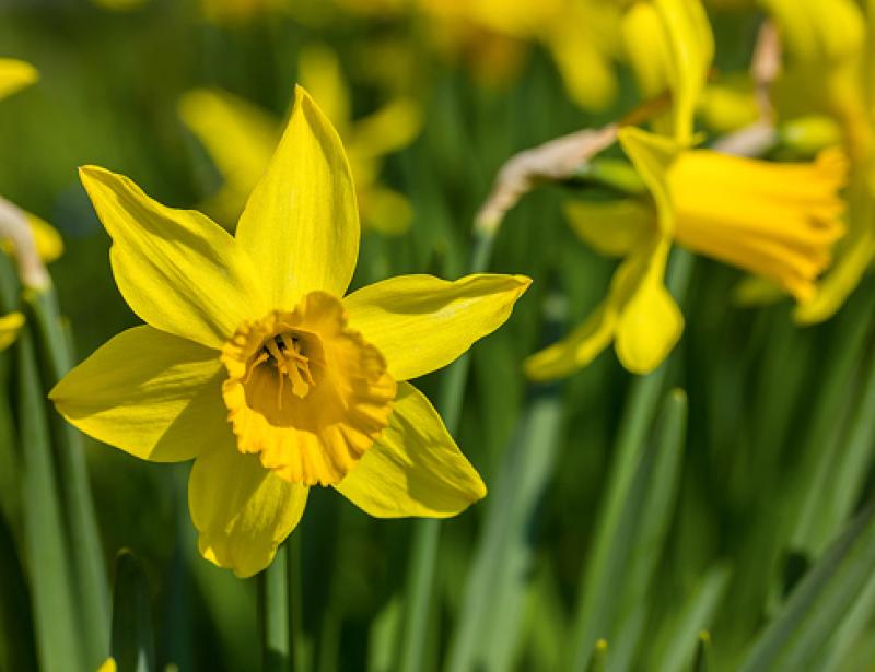 Und die Erde beginnt zu blühen