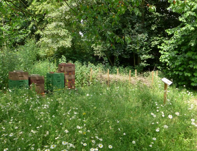 Blütenhonig aus Vörden