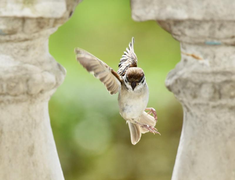Von flatternden Vögeln