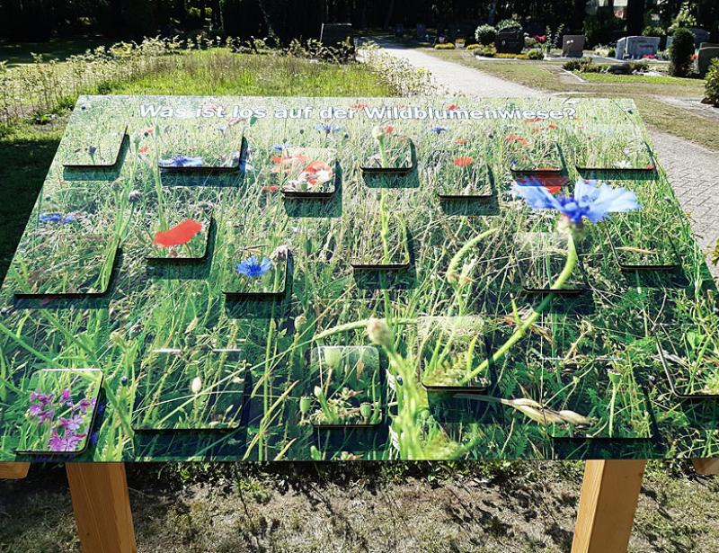 Blüten locken Wildbienen an