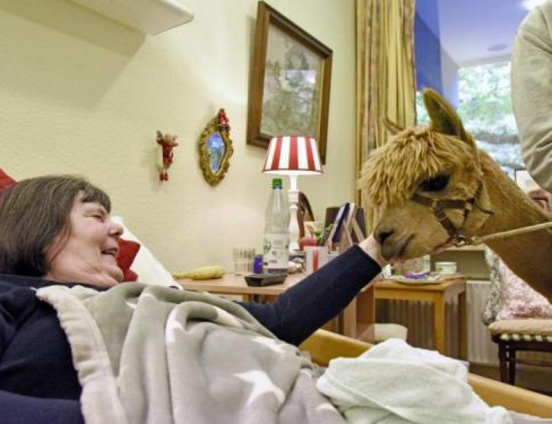 Tierisch was los in Haus Simeon