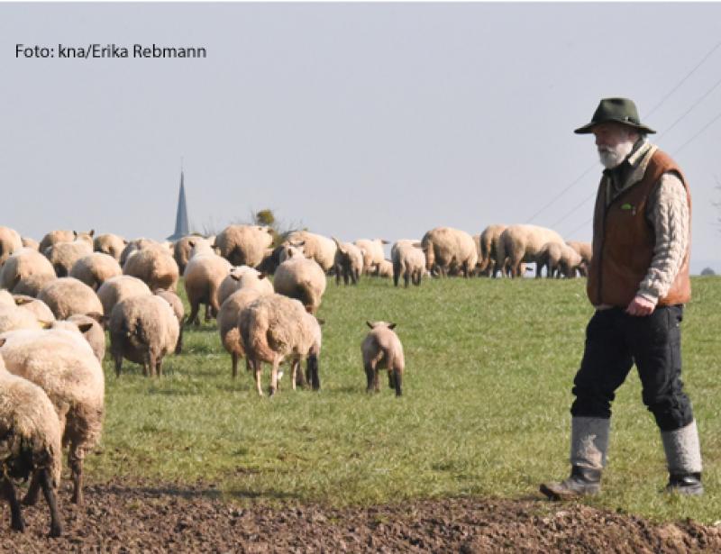 Ich will ihr Hirt sein 