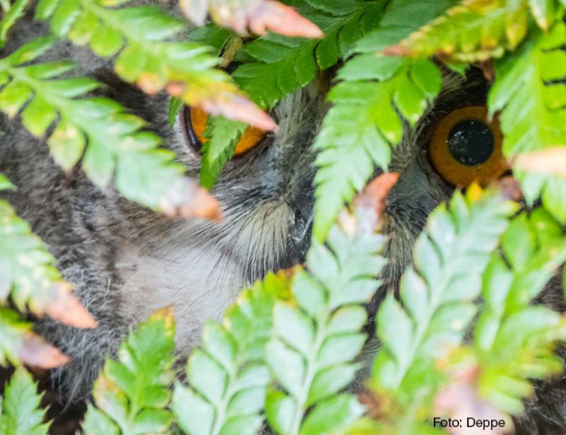 „Kleine“ Domuhus wieder unterwegs