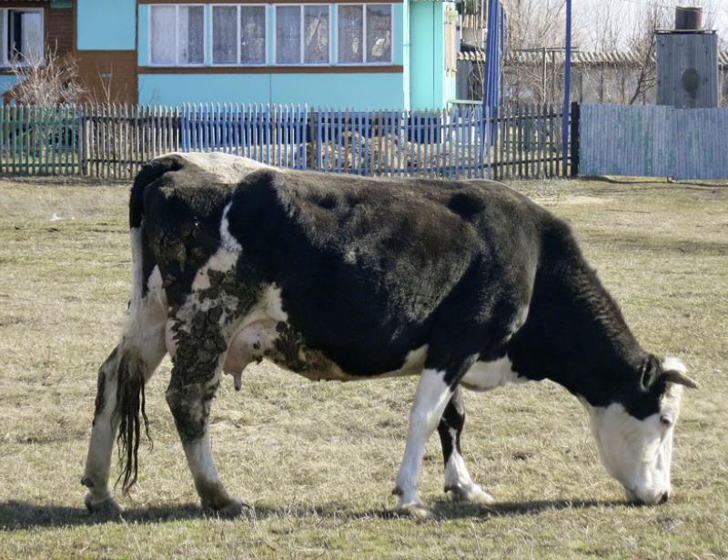 Caritas-Kühe grasen in Russland
