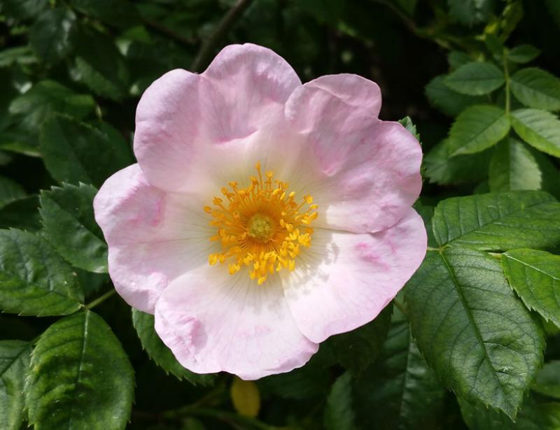 Pfingsten blüht der Rosenstock