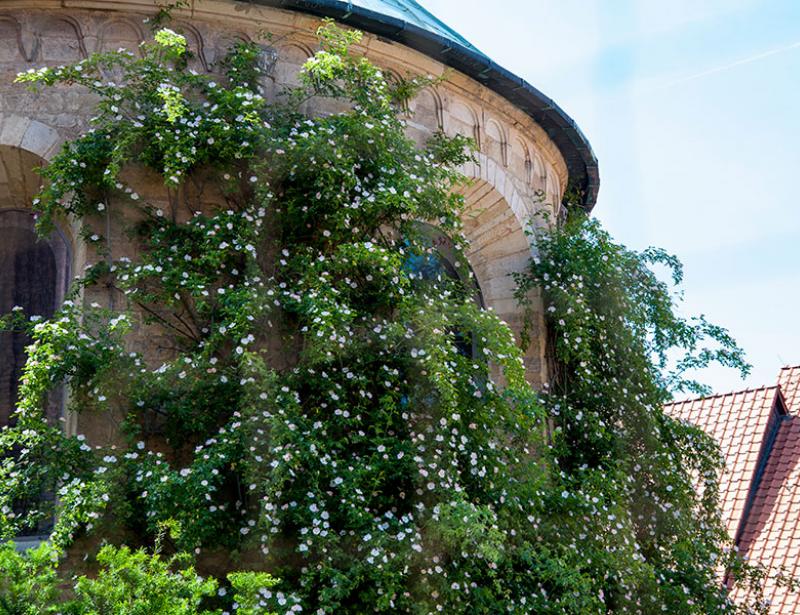 Der Rosenstock blüht