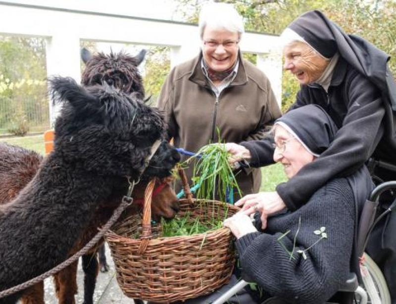 Kommt ein Alpaka in die Kapelle ...