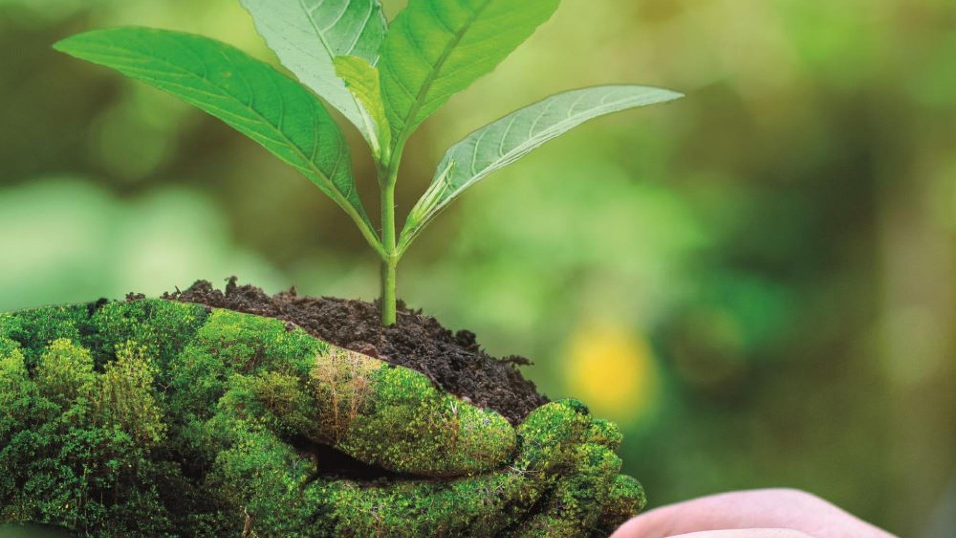 Jemand hält eine Pflanze in der Hand