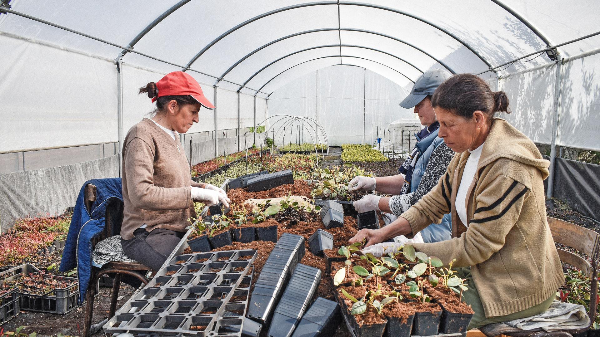 Arbeit in Gärtnerei