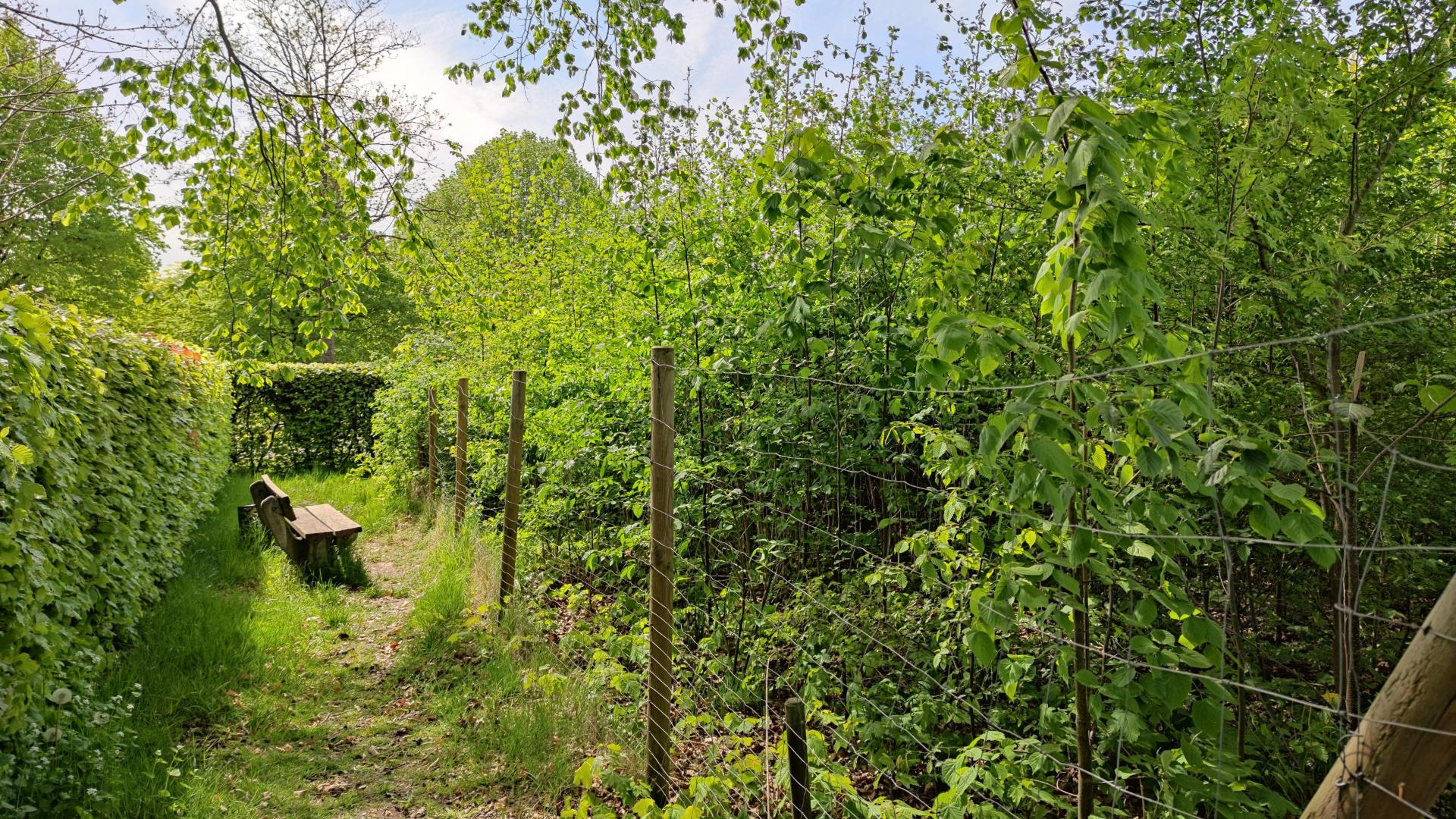 Eine Allee aus mehreren Bäumen und Sträuchern