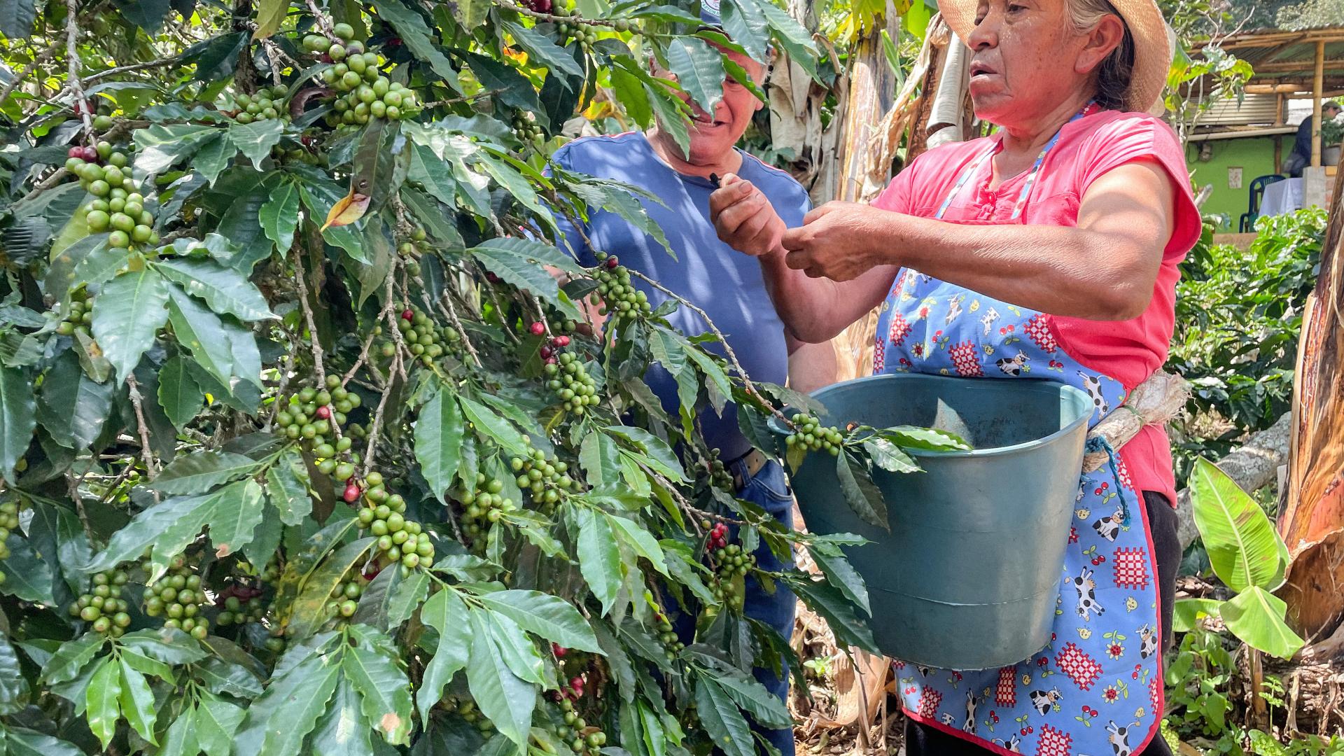 Kaffeeernte in Kolumbien